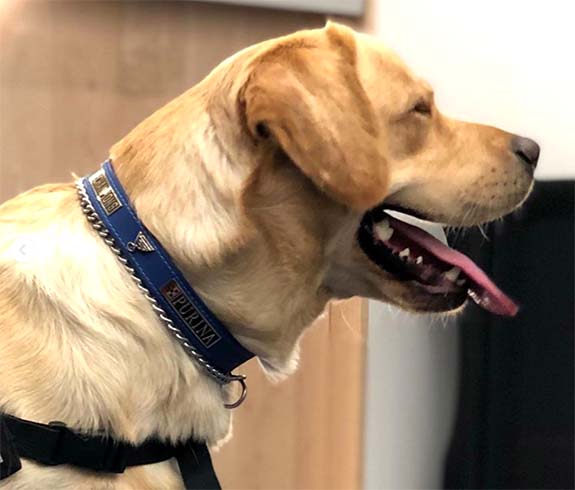 St. Louis Blues' dog, Barclay, should have his name on Stanley Cup